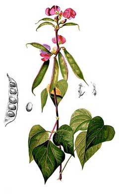 hyacinth bean